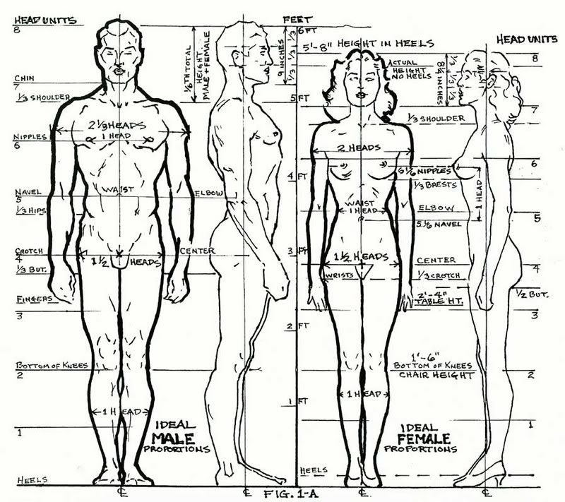 Male Female 8 Heads Chart Loomis \"Figure Drawing For All It\'s Worth